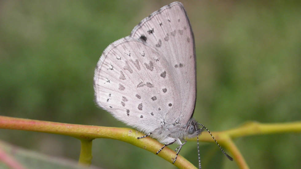 Blue moth underside - image by John Eichler