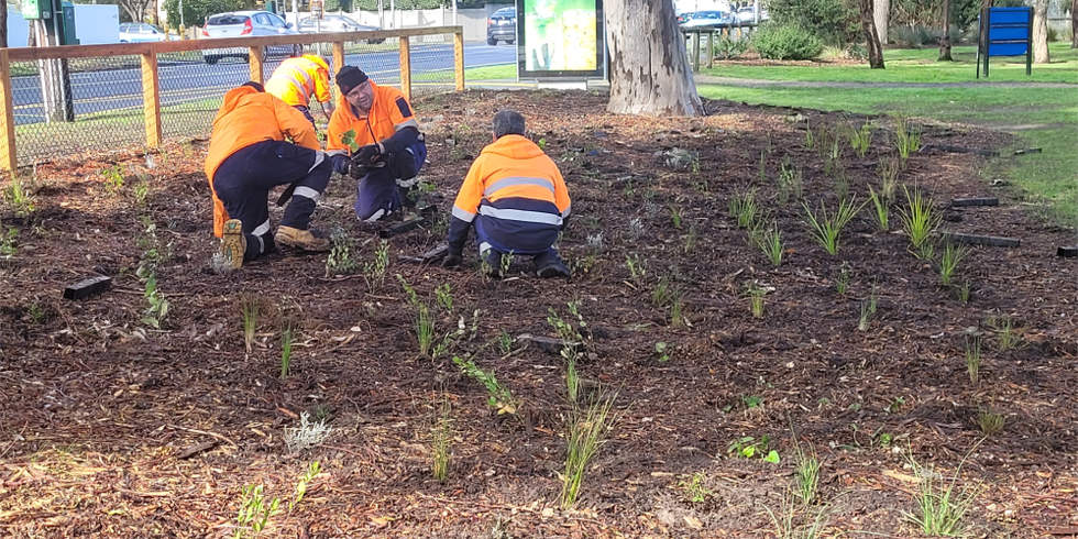 Bayside park being planted with native plant species. 