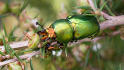 Beetle - image by Pauline Reynolds