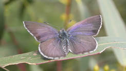 Blue moth Female - image by John Eichler