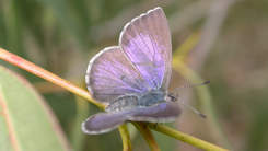 Blue moth female wing - image by John Eichler