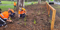 Bayside park being planted with native plant species. 