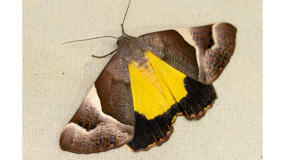 A moth with a bright yellow wing
