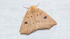 A moth on a piece of cloth