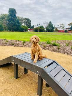 Image of dog sitting on dog training ramp at Wishart Reserve Dog Park. grass, plants and trees in background.