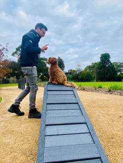Image of man and dog at Wishart Reserve Dog Park. Dog is sitting on top of training ramp and looking at man. Trees, plants and grass are in the background.