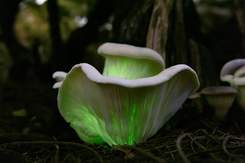 An interesting shaped fungi illuminated with a soft green glow in the evening. 