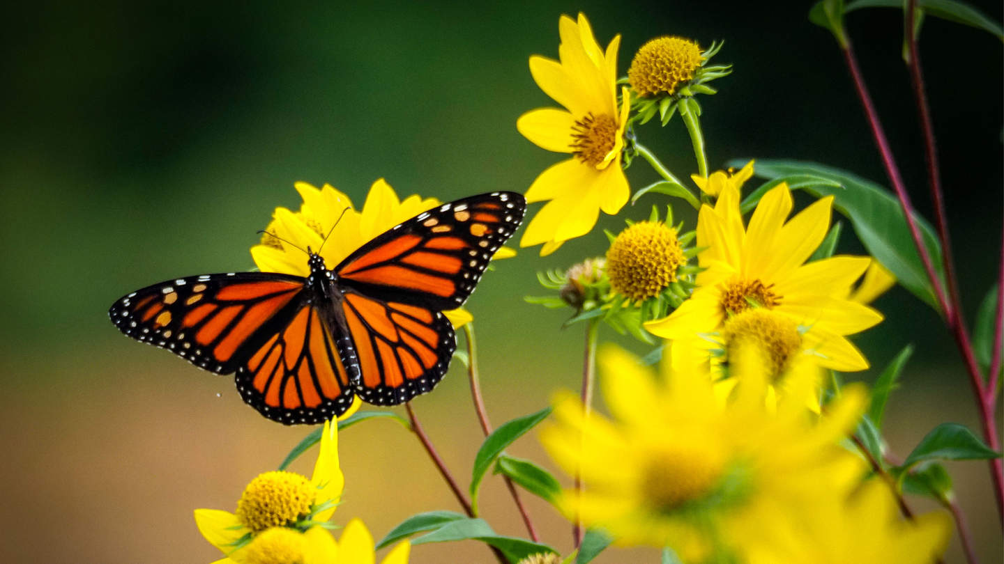 Orange and black butterfly sitting on a yellow flower with its wings spread open