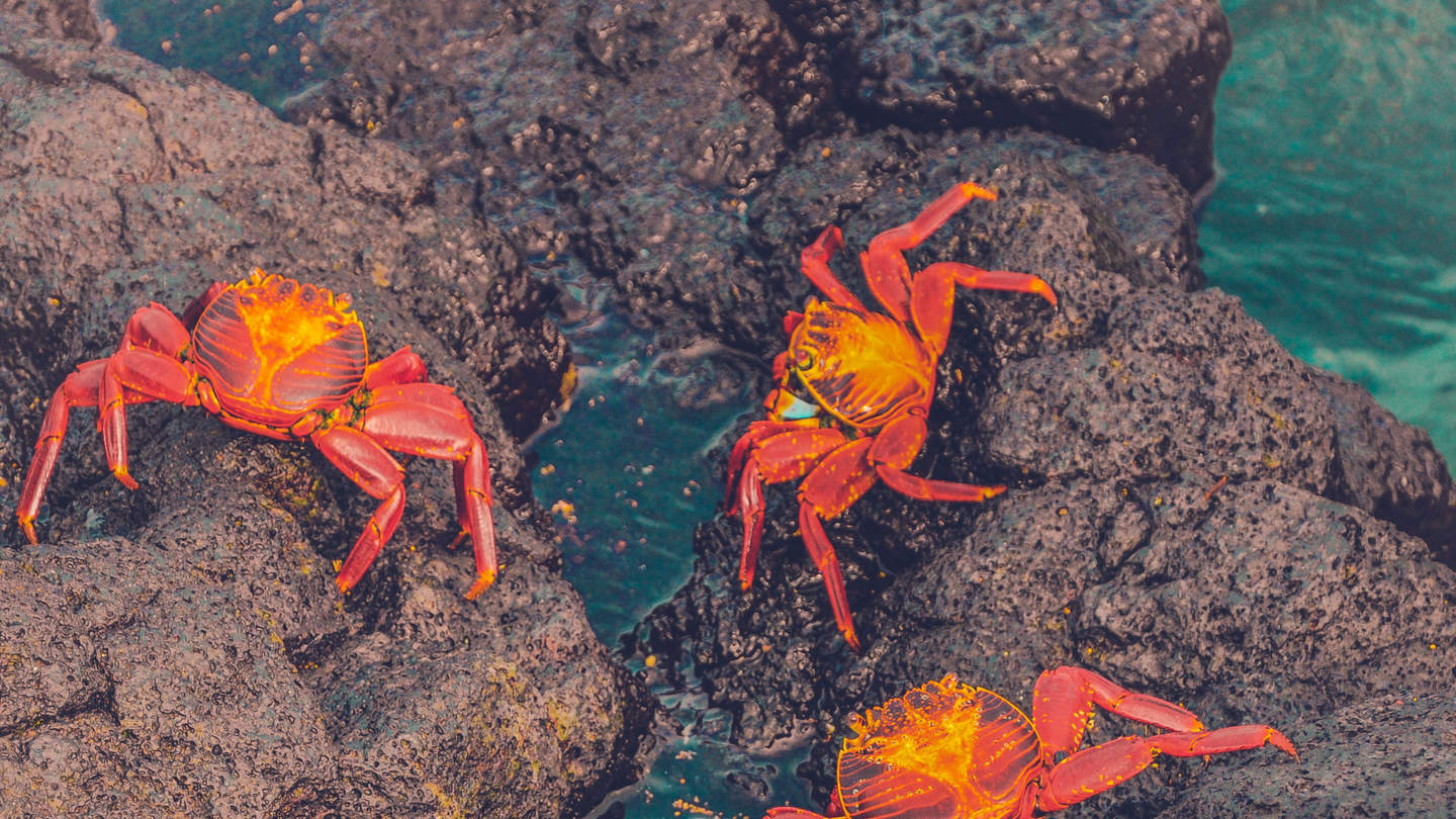 Bright orange crabs on a rock