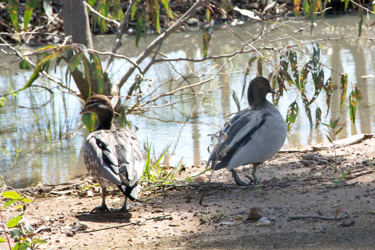 Ducks waddling near the water
