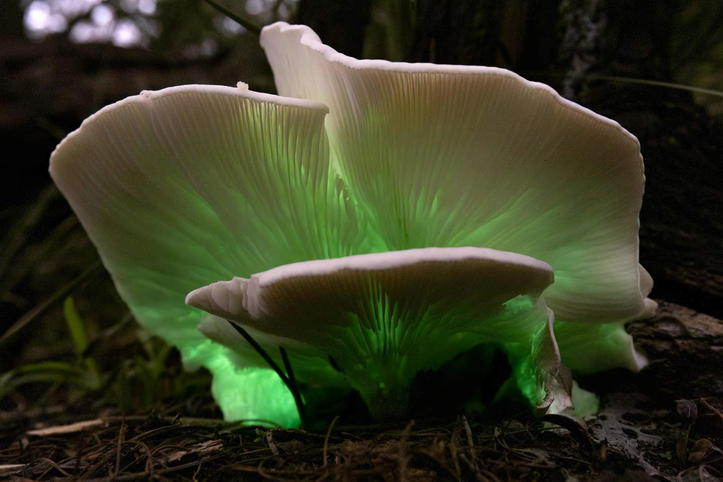 An larger fungi illuminated with a soft green glow in the evening. 