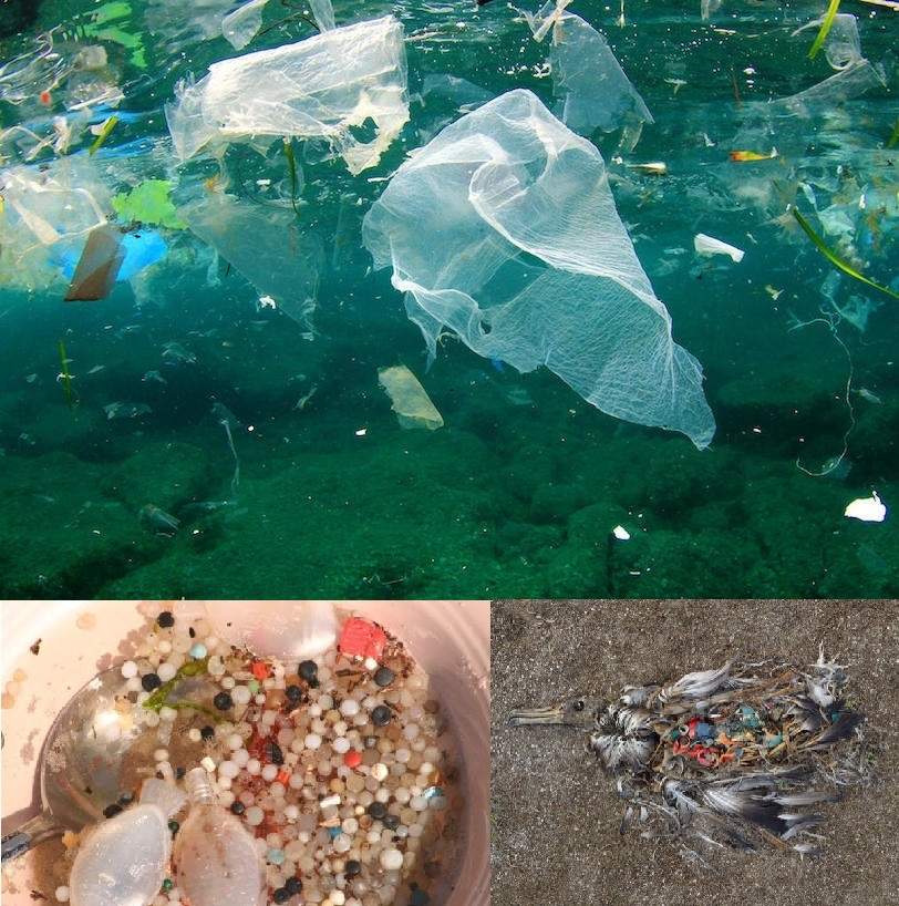 Image of plastic waste floating in the ocean, image of micro-plastics, image of deceased marine bird fill with plastic