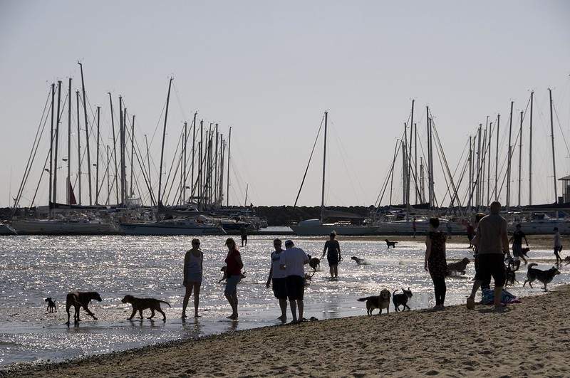 people and dogs on the beach near Brighton marina at dusk