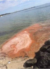 Orangey reddish water at Sandringham cause by marine algal bloom.