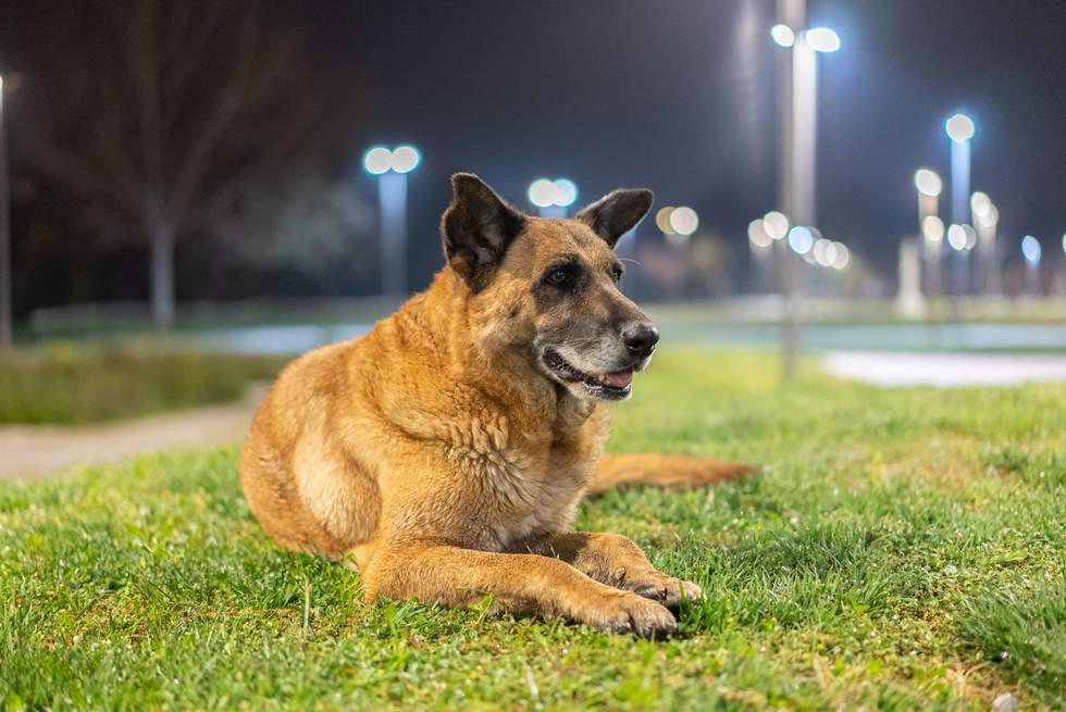 Large brown dog lying down on a sportsground in front of sportsground lights