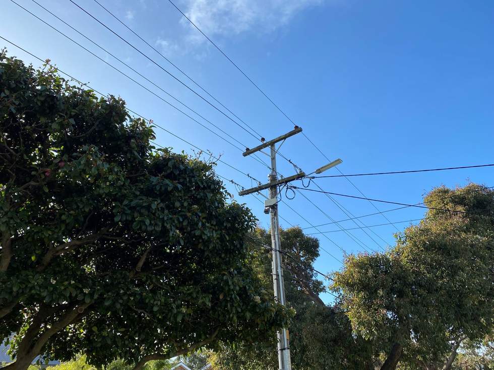 Large power pole with many lines connected and trees growing underneath