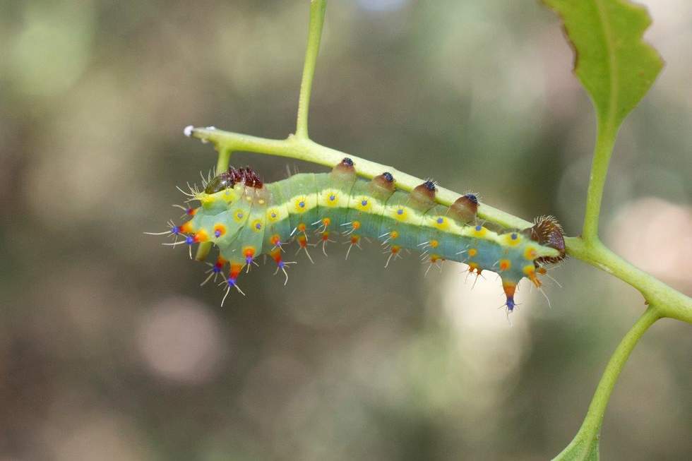 A brightly coloured caterpillar