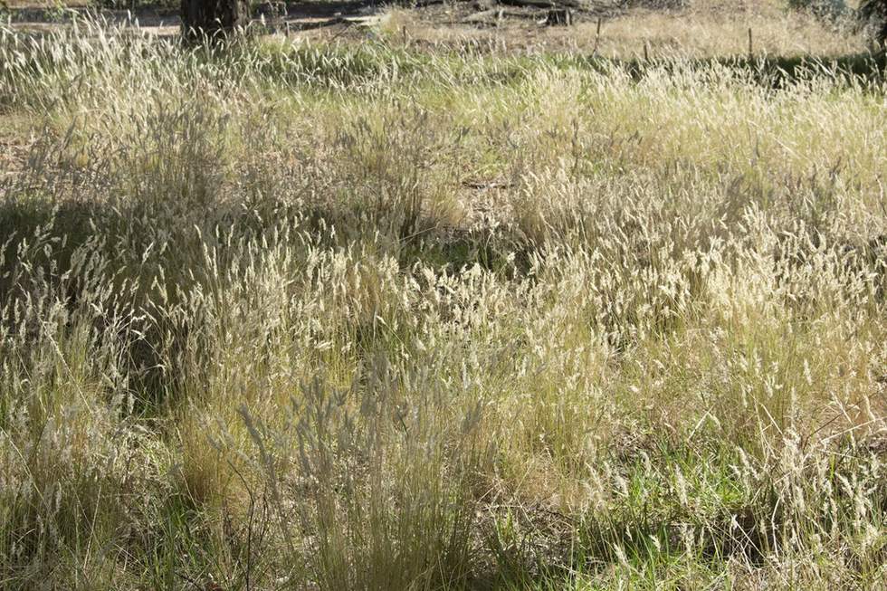 Image of wildflower meadow 