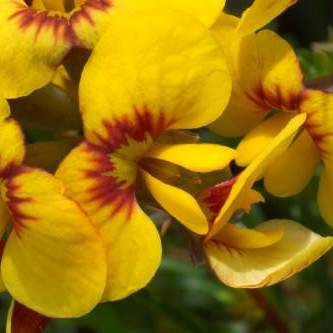 Bright yellow flowers of the Heath Parrot-pea (Dillwynia glaberimma)