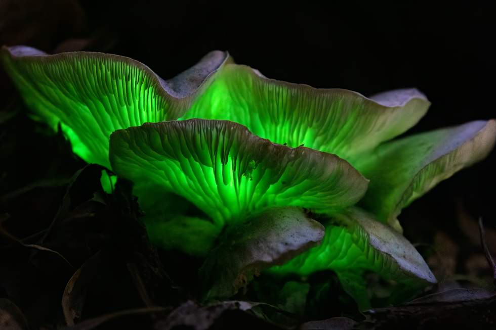 A fungi illuminated in the dark.