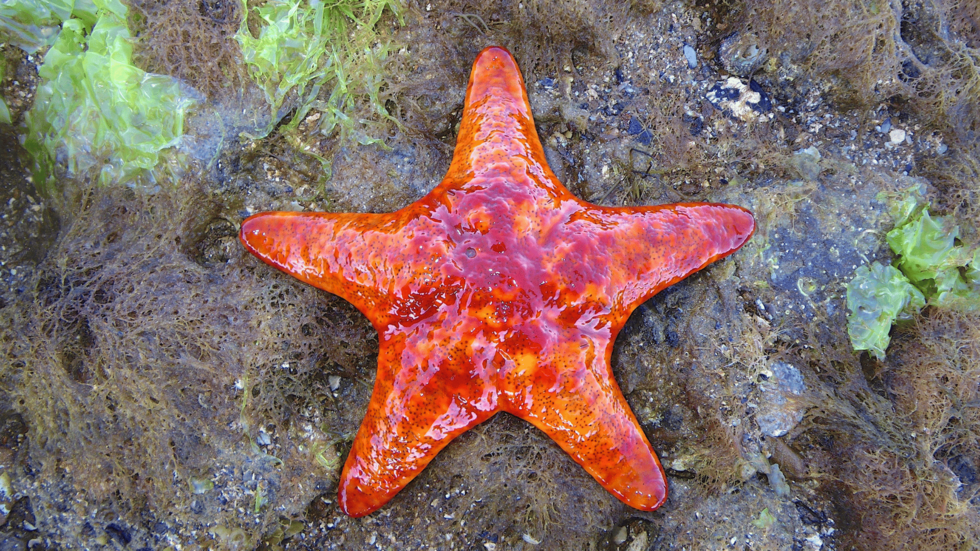 A star fish in the reef. Photo credit: Petricia vernicina Beaumaris by John Eichler