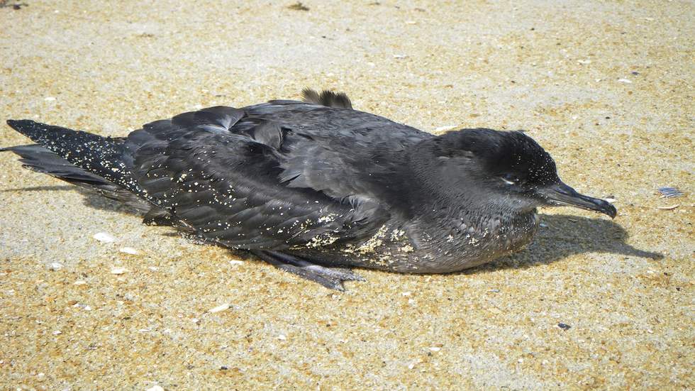 Shearwater bird sitting on sand. Photographer: John Eichler